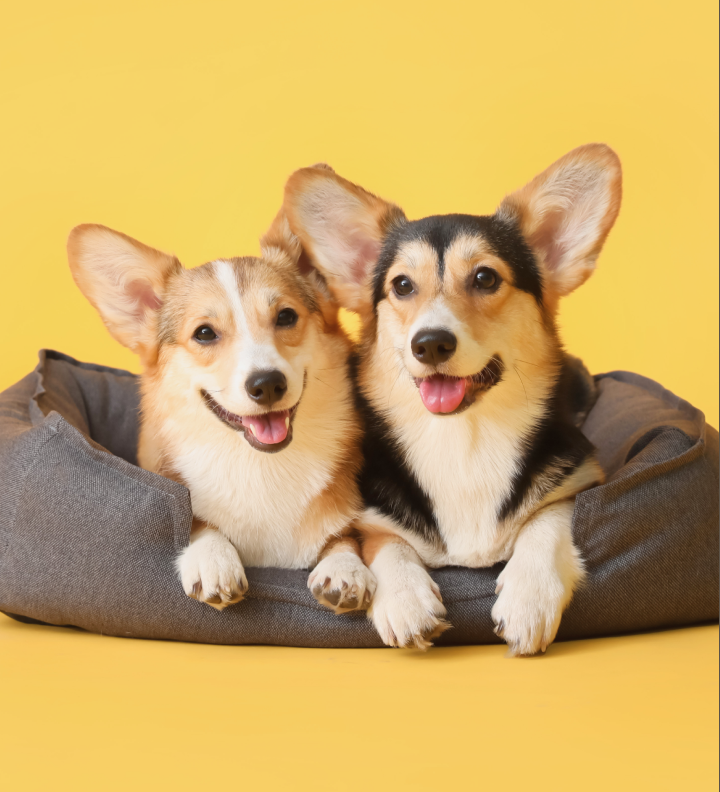 butterdogwear forgot password